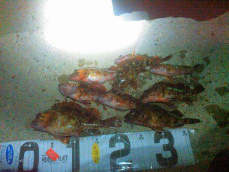 ガシラほーらん個体の巻